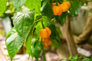 Saint Gallen, İsviçre, 14 Temmuz 2024 Capsicum Çin Fabrikası Botanik Bahçesi