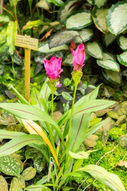 Saint Gallen, İsviçre, 14 Temmuz 2024 Curcuma Alismatifolia veya botanik bahçesindeki siam lale çiçeği