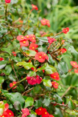 Saint Gallen, İsviçre, 14 Temmuz 2024 Euphorbia Geroldii bitkisi botanik bahçesinde