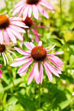 Saint Gallen, İsviçre, 14 Temmuz 2024 Echinacea Purpurea veya botanik bahçesindeki doğu mor koni