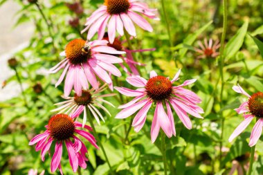 Saint Gallen, İsviçre, 14 Temmuz 2024 Echinacea Purpurea veya botanik bahçesindeki doğu mor koni