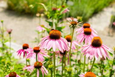 Saint Gallen, İsviçre, 14 Temmuz 2024 Echinacea Purpurea veya botanik bahçesindeki doğu mor koni