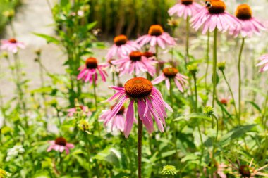 Saint Gallen, İsviçre, 14 Temmuz 2024 Echinacea Purpurea veya botanik bahçesindeki doğu mor koni