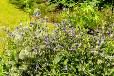 Saint Gallen, İsviçre, 14 Temmuz 2024 Clematis Integrifolia bitkisi botanik bahçesinde