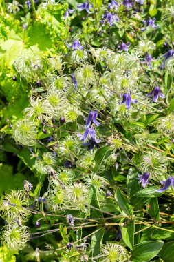 Saint Gallen, İsviçre, 14 Temmuz 2024 Clematis Integrifolia bitkisi botanik bahçesinde