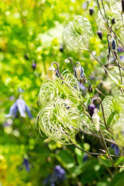 Saint Gallen, İsviçre, 14 Temmuz 2024 Clematis Integrifolia bitkisi botanik bahçesinde