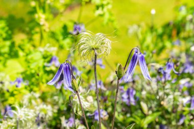 Saint Gallen, İsviçre, 14 Temmuz 2024 Clematis Integrifolia bitkisi botanik bahçesinde