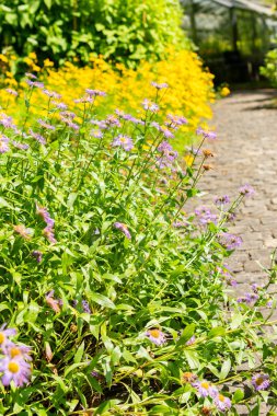 Saint Gallen, İsviçre, 14 Temmuz 2024 Erigeron Speciosus veya botanik bahçesindeki aspen pire bitkisi