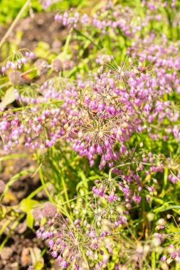 Saint Gallen, İsviçre, 14 Temmuz 2024 Allium Cernuum veya botanik bahçesindeki soğan fabrikası