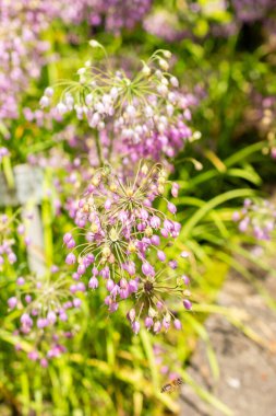 Saint Gallen, Switzerland, July 14, 2024 Allium Cernuum or nodding onion plant at the botanical garden clipart