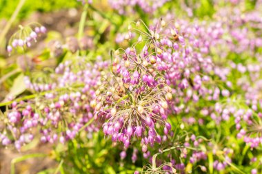 Saint Gallen, Switzerland, July 14, 2024 Allium Cernuum or nodding onion plant at the botanical garden clipart