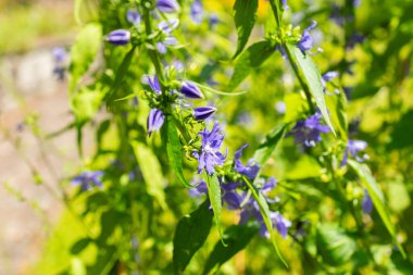 Saint Gallen, İsviçre, 14 Temmuz 2024 Campanula Americana veya botanik bahçesindeki Amerikan çan çiçeği fabrikası