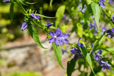 Saint Gallen, İsviçre, 14 Temmuz 2024 Campanula Americana veya botanik bahçesindeki Amerikan çan çiçeği fabrikası