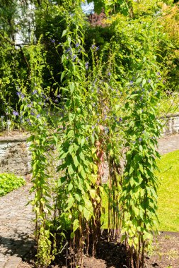 Saint Gallen, İsviçre, 14 Temmuz 2024 Campanula Americana veya botanik bahçesindeki Amerikan çan çiçeği fabrikası