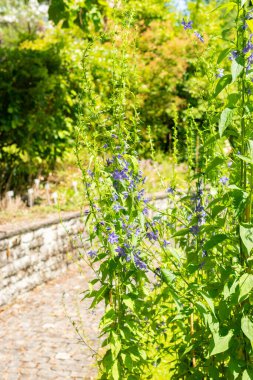 Saint Gallen, İsviçre, 14 Temmuz 2024 Campanula Americana veya botanik bahçesindeki Amerikan çan çiçeği fabrikası