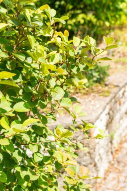 Saint Gallen, İsviçre, 14 Temmuz 2024 Fothergilla Gardenii veya botanik bahçesindeki cadı gülü fabrikası