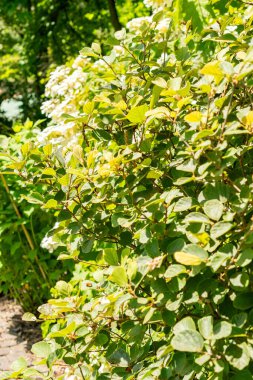 Saint Gallen, İsviçre, 14 Temmuz 2024 Fothergilla Gardenii veya botanik bahçesindeki cadı gülü fabrikası