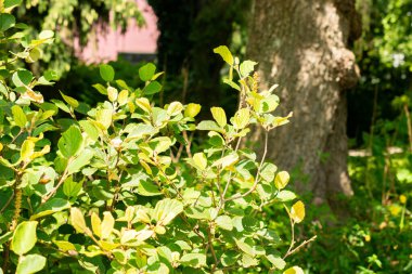 Saint Gallen, İsviçre, 14 Temmuz 2024 Fothergilla Gardenii veya botanik bahçesindeki cadı gülü fabrikası