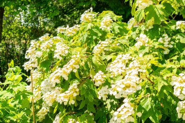 Saint Gallen, İsviçre, 14 Temmuz 2024 Hydrangea Quercifolia veya botanik bahçesindeki meşe yaprağı ortanca bitkisi