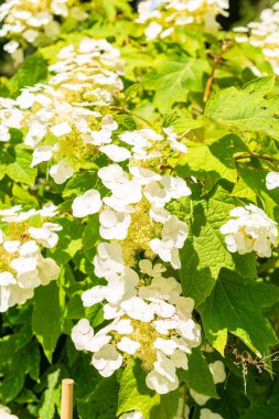 Saint Gallen, İsviçre, 14 Temmuz 2024 Hydrangea Quercifolia veya botanik bahçesindeki meşe yaprağı ortanca bitkisi
