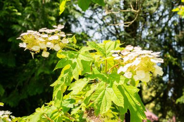 Saint Gallen, İsviçre, 14 Temmuz 2024 Hydrangea Quercifolia veya botanik bahçesindeki meşe yaprağı ortanca bitkisi