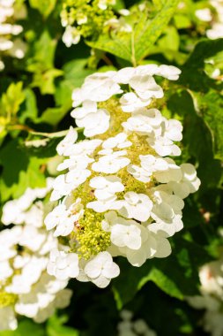 Saint Gallen, İsviçre, 14 Temmuz 2024 Hydrangea Quercifolia veya botanik bahçesindeki meşe yaprağı ortanca bitkisi