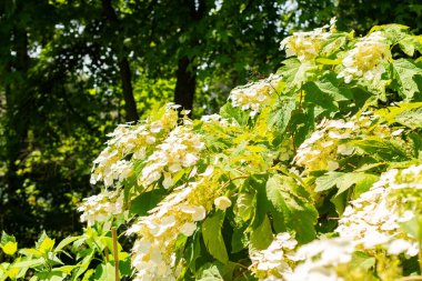 Saint Gallen, İsviçre, 14 Temmuz 2024 Hydrangea Quercifolia veya botanik bahçesindeki meşe yaprağı ortanca bitkisi