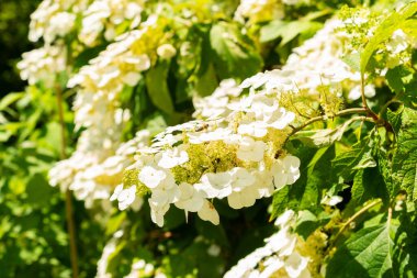 Saint Gallen, İsviçre, 14 Temmuz 2024 Hydrangea Quercifolia veya botanik bahçesindeki meşe yaprağı ortanca bitkisi