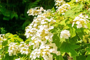 Saint Gallen, İsviçre, 14 Temmuz 2024 Hydrangea Quercifolia veya botanik bahçesindeki meşe yaprağı ortanca bitkisi