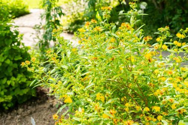 Saint Gallen, İsviçre, 14 Temmuz 2024 Hypericum Prolificum veya botanik bahçesindeki çalılık Saint Johns Wort