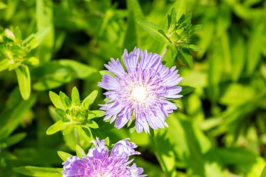 Saint Gallen, Switzerland, July 14, 2024 Stokesia Leavis plant at the botanical garden clipart