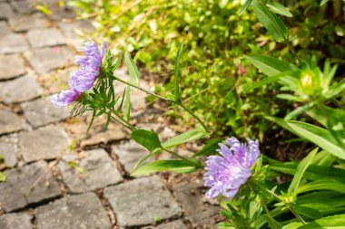 Saint Gallen, İsviçre, 14 Temmuz 2024 Stokesia Leavis bitkisi botanik bahçesinde.