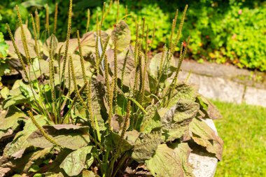 Saint Gallen, İsviçre, 14 Temmuz 2024 Botanik Bahçesindeki Büyük Bitki veya geniş yapraklı bitki yetiştirme tesisi