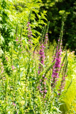 Saint Gallen, İsviçre, 14 Temmuz 2024 Lythrum Salicaria ya da botanik bahçesindeki mor gevşek bitki.