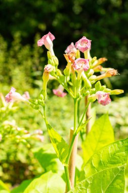 Saint Gallen, İsviçre, 14 Temmuz 2024 Nicotiana Tabacum bitkisi botanik bahçesinde.