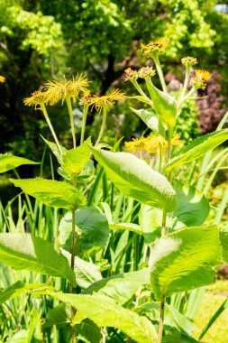 Saint Gallen, İsviçre, 14 Temmuz 2024 Inula Magnifica veya botanik bahçesindeki dev pire bitkisi