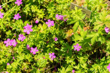 Saint Gallen, İsviçre, 14 Temmuz 2024 Geranium Palustre Bitkisi Botanik Bahçesi