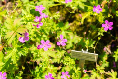 Saint Gallen, İsviçre, 14 Temmuz 2024 Geranium Palustre Bitkisi Botanik Bahçesi