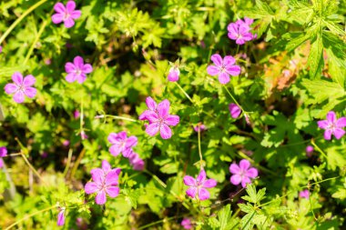 Saint Gallen, İsviçre, 14 Temmuz 2024 Geranium Palustre Bitkisi Botanik Bahçesi