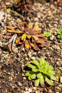 Saint Gallen, İsviçre, 14 Temmuz 2024 Saxifraga Mutata Bitkisi Botanik Bahçesi