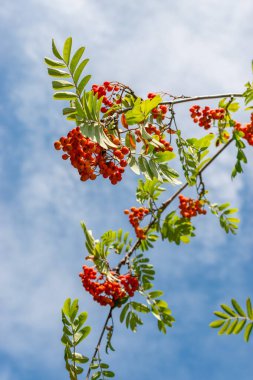 Saint Gallen, İsviçre, 14 Temmuz 2024 Sorbus Acuparia veya botanik bahçesindeki Rowan bitkisi