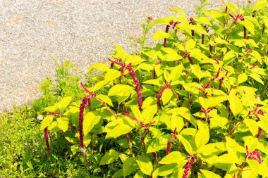 Saint Gallen, İsviçre, 14 Temmuz 2024 Amaranthus Caudatus veya aşk botanik bahçesinde kanayan bir bitki yatar.