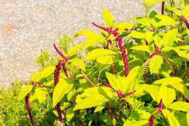 Saint Gallen, İsviçre, 14 Temmuz 2024 Amaranthus Caudatus veya aşk botanik bahçesinde kanayan bir bitki yatar.