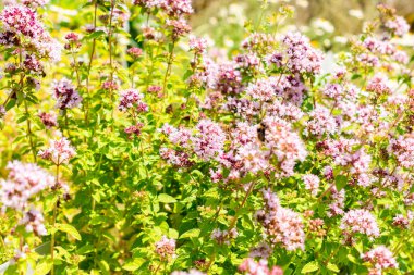 Saint Gallen, İsviçre, 14 Temmuz 2024 Origanum Vulgare veya botanik bahçesindeki kekik bitkisi