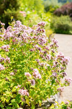 Saint Gallen, İsviçre, 14 Temmuz 2024 Origanum Vulgare veya botanik bahçesindeki kekik bitkisi