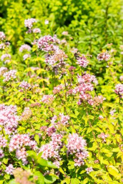 Saint Gallen, İsviçre, 14 Temmuz 2024 Origanum Vulgare veya botanik bahçesindeki kekik bitkisi