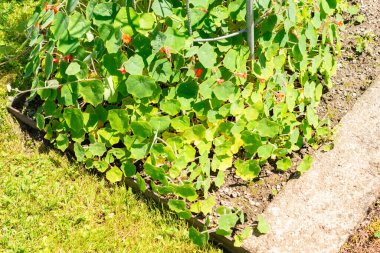 Saint Gallen, İsviçre, 14 Temmuz 2024 Tropeeolum Peltophorum veya botanik bahçesindeki nasturtium fabrikası