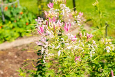 Saint Gallen, İsviçre, 14 Temmuz 2024 Cleome Spinosa veya botanik bahçesindeki dikenli örümcek çiçeği