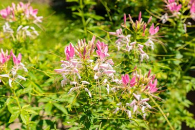 Saint Gallen, Switzerland, July 14, 2024 Cleome Spinosa or spiny spiderflower at the botanical garden clipart