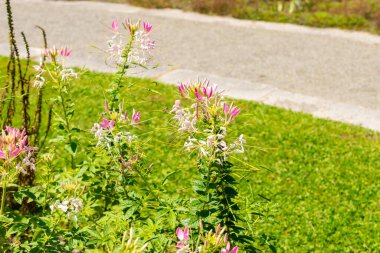 Saint Gallen, Switzerland, July 14, 2024 Cleome Spinosa or spiny spiderflower at the botanical garden clipart